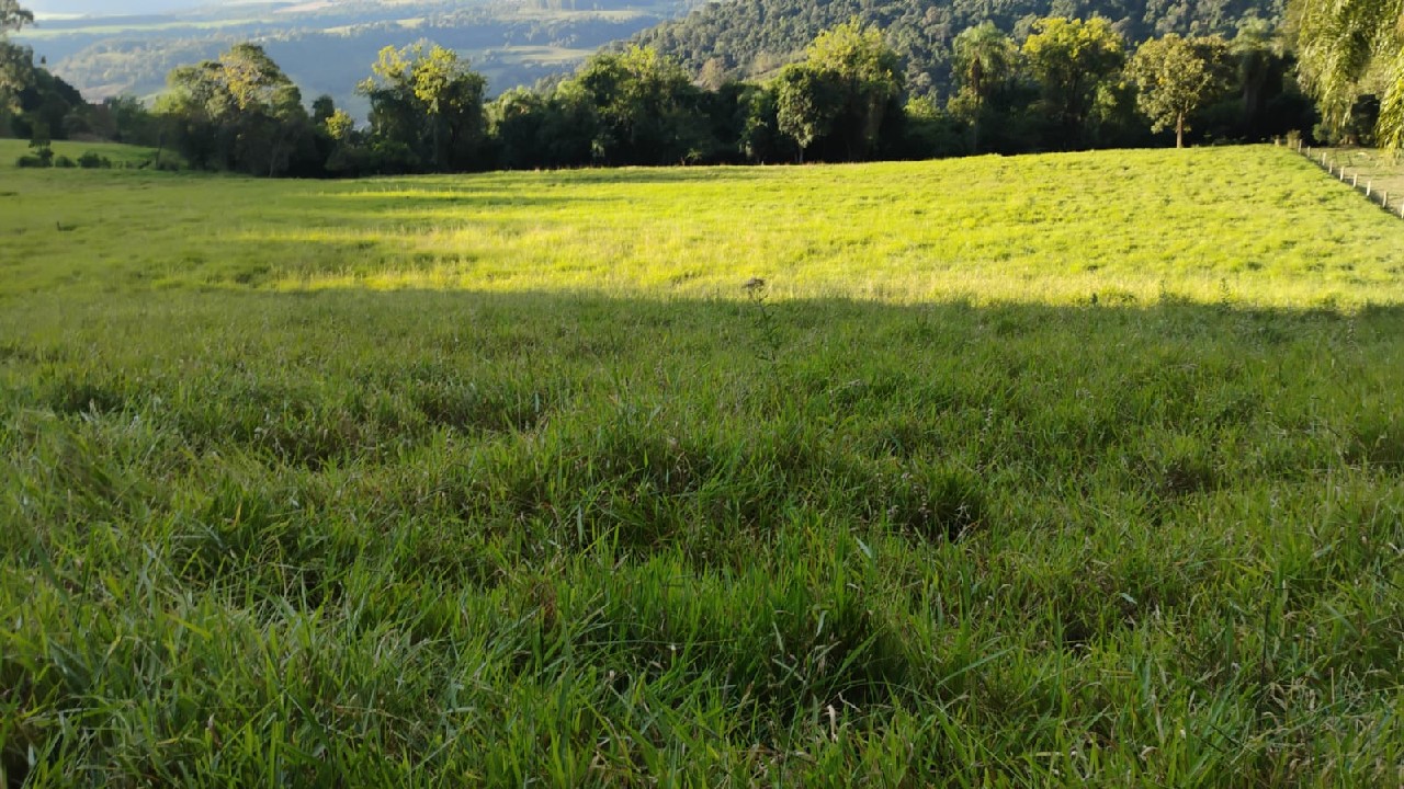rea De Terra